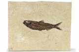 Eocene Fossil Fish (Knightia) - Exceptionally Nice #222852-1